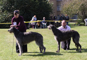 KINGROCK CHIEFTAINS CHOICE AND FALLEN ANGEL
